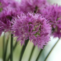 Allium carolinianum 'Rosy Dream' Photo: Nijssen